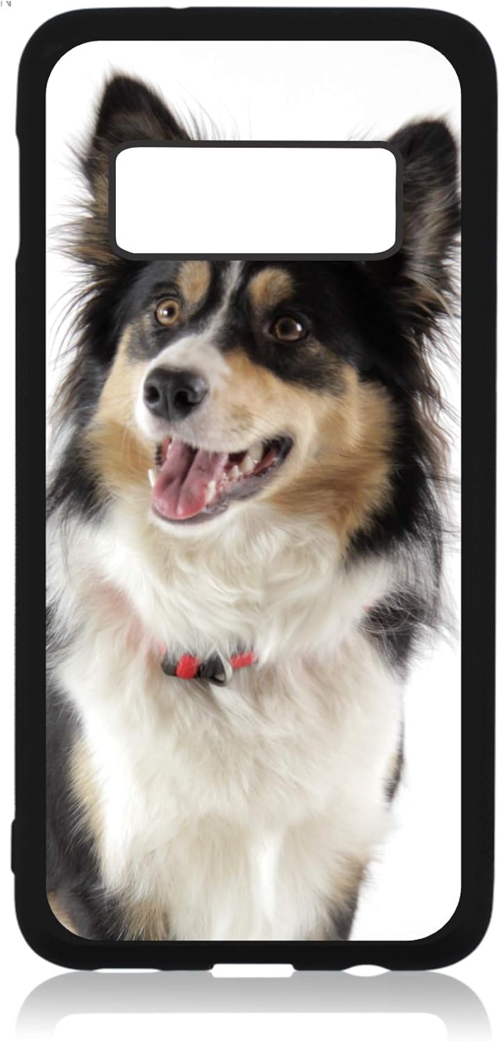 border collie accessories