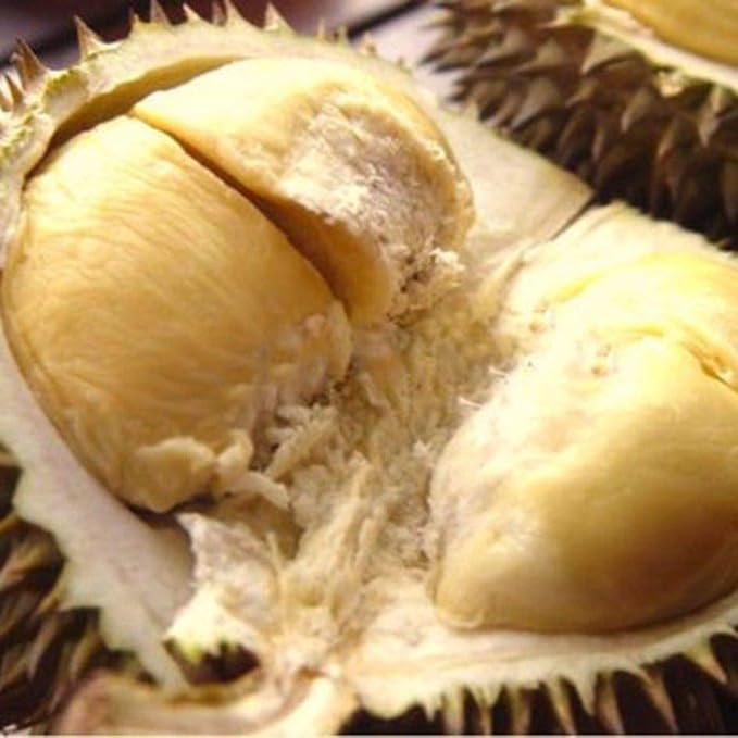 Portal Cool Semi Durian Albero Da Frutto Semi Giganti Piante Bonsai Semi Durian Semi 5pcs Amazon It Casa E Cucina