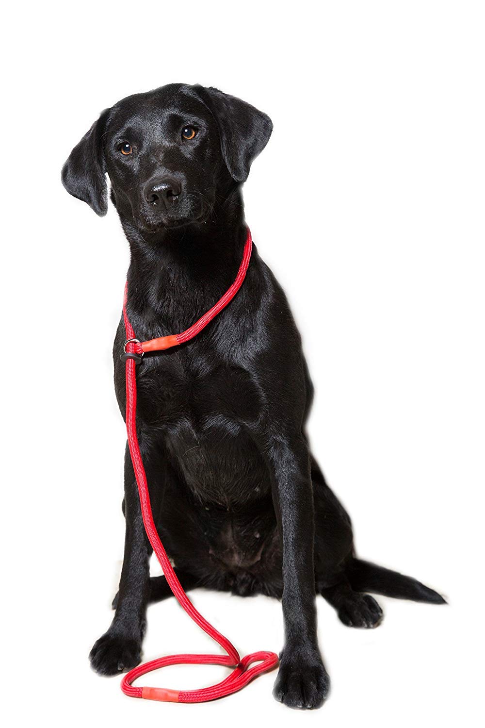 Dog & Field Deluxe Gundog Slip Lead - Red. Super Soft Braided Nylon Slip Lead For Dogs With Rubber Stopper, Easy To Slip On, No Collar Or Harness Needed.