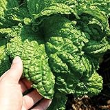 Lettuce Leaf Basil Seeds