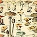 Meishe Art Vintage Poster Print Mushrooms Champignons Identification Reference Chart Diagram Illustration Botanical Educational Wall Decor