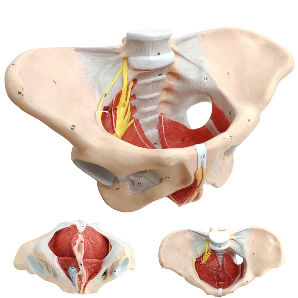 Photo 1 of Benilev Female Pelvis Model with Pelvic Floor Muscles Perineal Model All in One Female Anatomy Model 1:1 Life Size Human Skeleton Medical Science Educational Equipment Anatomy Medicine