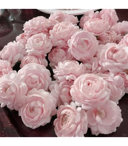 Amazon.com : Jasmine Flower Seeds Fragrant Garden Plant Seed Home