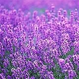 200pcs/pack France Provence Lavender Seeds to Wingbind Flower Seeds Fragrant Organic Flower Plant Seeds Home Garden Bonsai