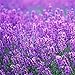 200pcs/pack France Provence Lavender Seeds to Wingbind Flower Seeds Fragrant Organic Flower Plant Seeds Home Garden Bonsai