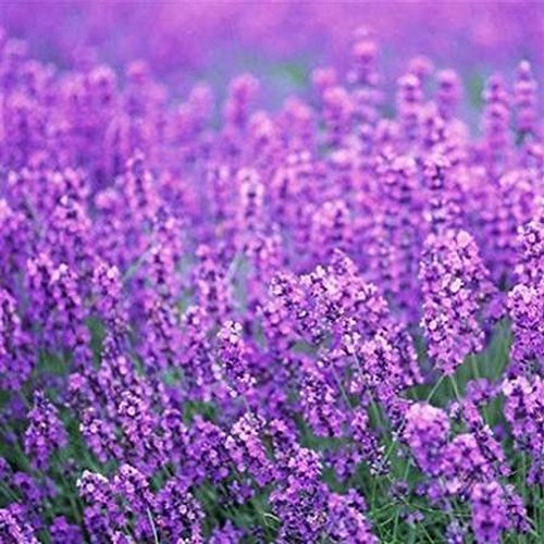 200pcs/pack France Provence Lavender Seeds to Wingbind Flower Seeds Fragrant Organic Flower Plant Seeds Home Garden Bonsai
