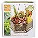 Deco Glass Geometric DIY Terrarium, Succulent & Air Plant- Hanging Mini Hexagon Shaped for Indoor Gardening Decor- Create Your own Flower, Fern, Moss Centerpiece- Amazing Holiday and Wedding Gift