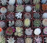 9 Gorgeous Cactus Collection