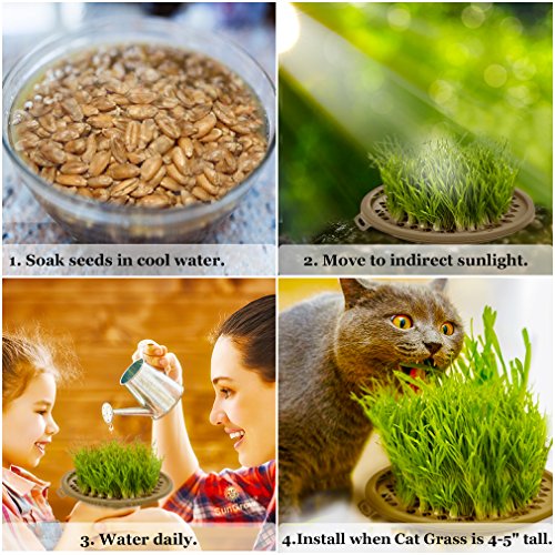 image for SunGrow Activate Cat’s Senses with Grass Toy -- Grow your Own Patch 