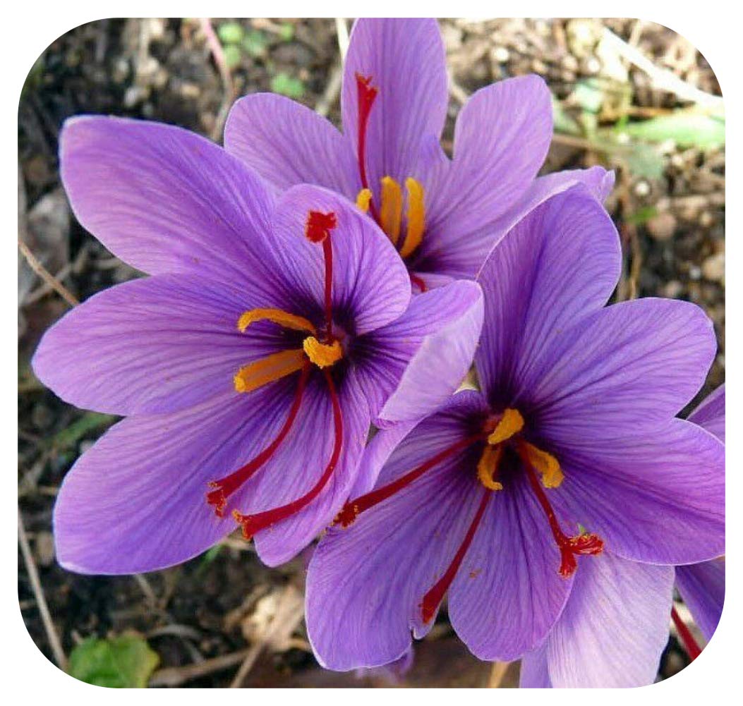 Saffron Crocus Sativus X 50 Bulbs Buy Online In Faroe Islands At Faroe Desertcart Com Productid 156624253