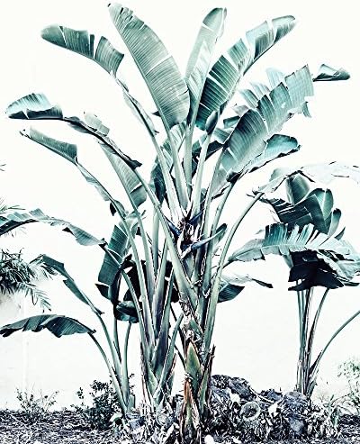 Tropical Wall Art, Botanical Photography, Banana Leaves, Green Wall Decor - "Tropical Feels"