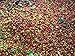 Bali Blue Moon Organic, Rain Forest Alliance, Whole Bean Coffee (Medium Roast (Full City +), 5 pounds Whole Beans)
