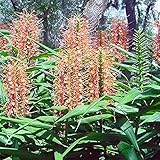 Ginger Hedychium coccineum Disney flowering butterfly fragrant Live Plant