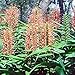Ginger Hedychium coccineum Disney flowering butterfly fragrant Live Plant
