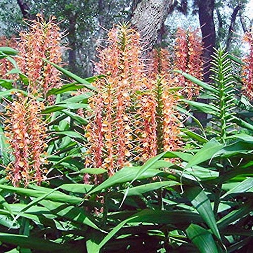 Ginger Hedychium coccineum Disney flowering butterfly fragrant Live Plant Ginger Hedychium coccineum Disney flowering butterfly fragrant Live Plant