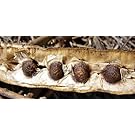 25 Seeds Moringa oleifera Drumstick Tree Seeds