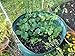 Natural ProTech Garden Reusable Leaf Bag 8.5 Cubic Foot Yard Lawn Gardening Waste Bag 63Gal