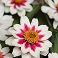 Outsidepride Zinnia Marylandica Zahara Rose Starlight Seeds – 50 Pcs. Annual Bicolor Blooms, Drought & Heat Tolerant Flower Seeds, Ideal for Garden Beds & Pollinator-Friendly Spaces (AAS Winner)