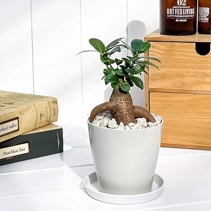 Amazon Co Jp 観葉植物 ガジュマル 3 5号鉢 受け皿付き 育て方説明書付き Ficus Microcarpa フィカス ミクロカルパ ホーム キッチン