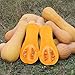 Certified Waltham Butternut Squash Seeds (~36): Non-GMO, Certified Organic Heirloom Seed Packet