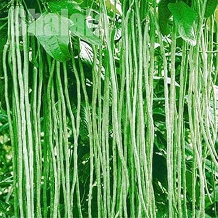 Seeds Point Vegetable Seeds Rare Hybrid Yard Long Bean Anaswara Variety Cowpea Seeds - 20 seeds Pack