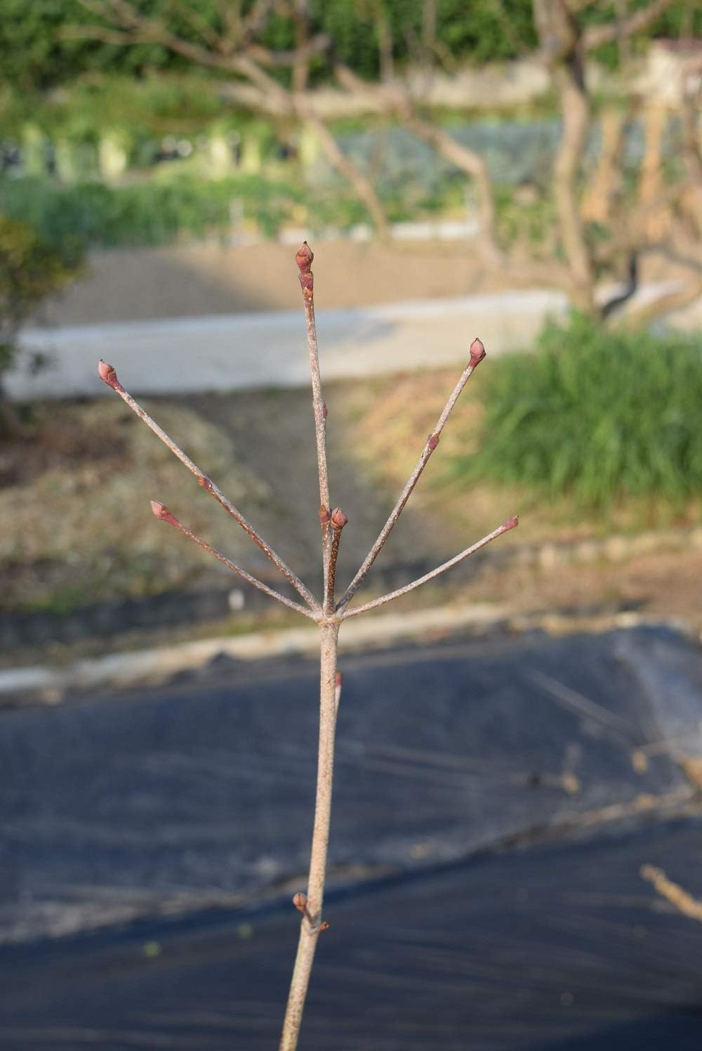 Amazon 源平ヤマボウシ苗 山法師 植木
