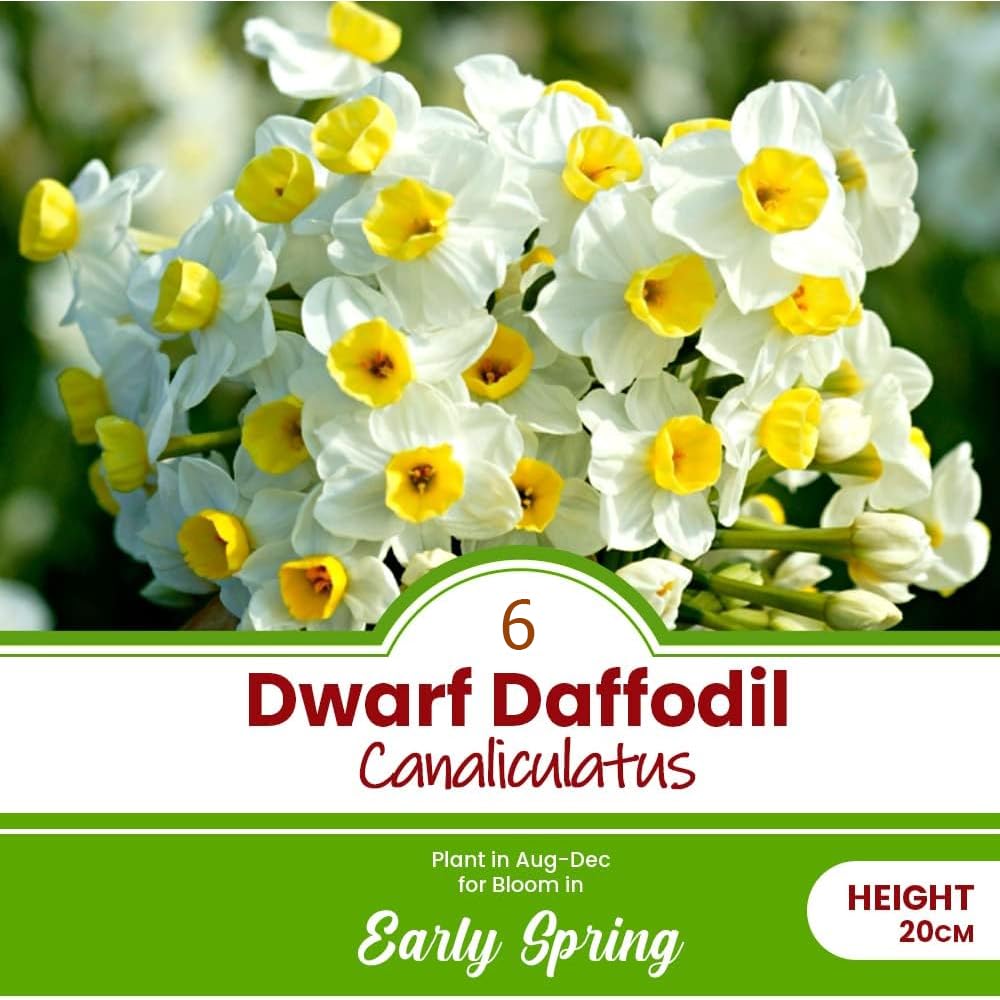 6 x Dwarf Daffodil Canaliculatus – Multi Flowering Scented Miniature – Perennial – Great for Patio Pots – for Your Beautiful Garden