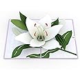 Lovepop Sympathy Pop-Up Card for Her and Him - 3D Greeting Cards for Boys, Girls, Men, Women - 5" x 7" Lily Card - Blank Note Card & Envelope Included