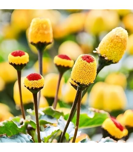lupin plant Lupine Perennial Seeds (Lupinus perennis)
