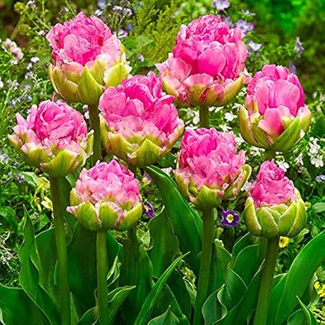 Amazon Co Jp 2個のレアダブルチューリップの球根利用可能なチューリップ品種新鮮な球根ルートの花ハイグレード花盆栽ない植物 17 ホーム キッチン