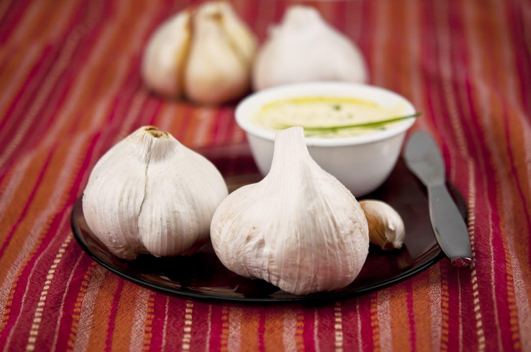 Dutch Country Classics Live Elephant Garlic Bulbs - Be Healthy & Heart Smart! - 2 Cloves