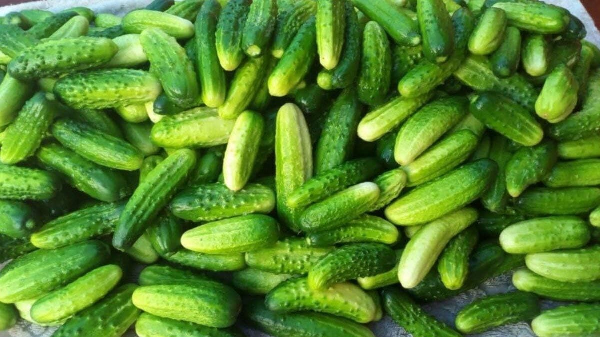 5 sentences about cucumber in english picture