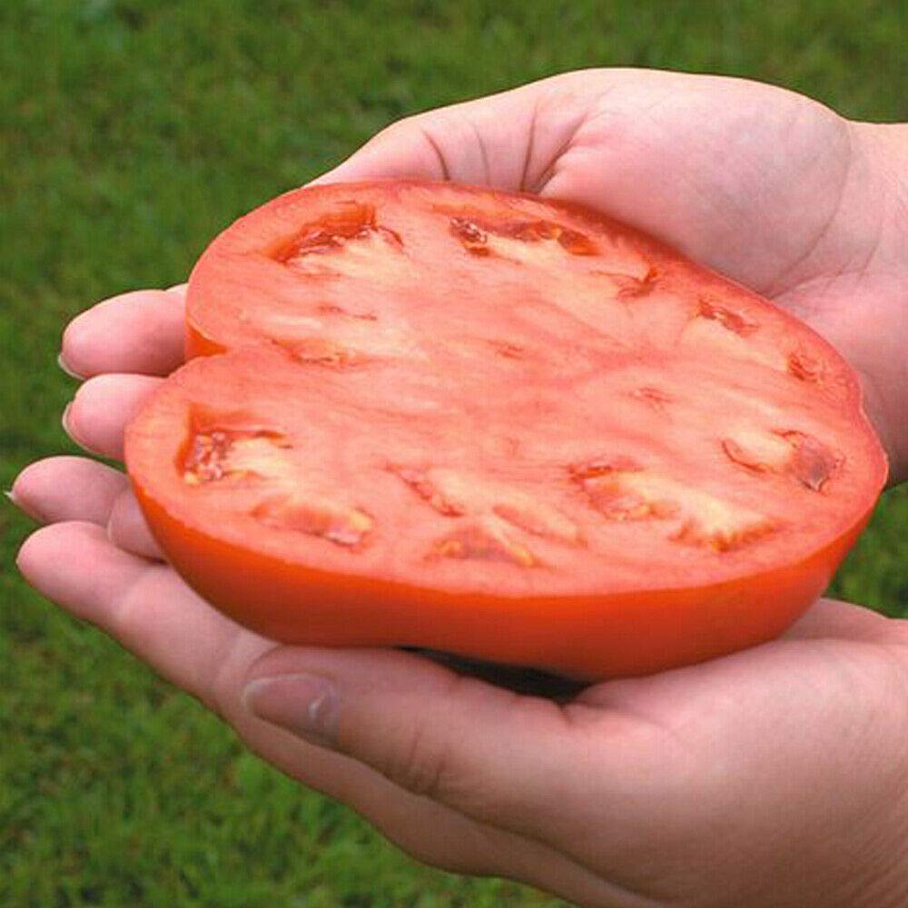 Tomato 'Country Taste' Seeds Half Hardy Annual Vegetables Garden Plants Easy to Grow Your Own Tomato 'Country Taste' 1 Packet of 6 Seeds by Thompson and Morgan