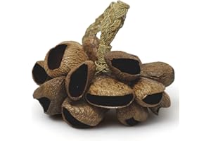 GMP Pangi Seed Shell Shaker/Nutshell Percussion Sound Effect, Comes with Rope Handle/Strap, Authentic Traditional Rattle