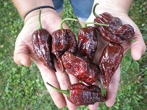 20 Seeds - CHOCOLATE BHUTLAH