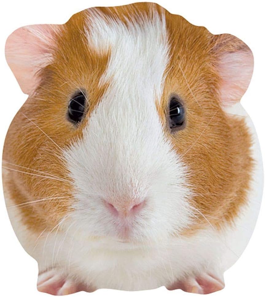 angora guinea pig for sale