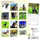 Image de Australian Kelpies 2018 12 x 12 Inch Monthly Square Wall Calendar, Animal Dog Breeds