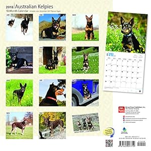 Australian Kelpies 2018 12 x 12 Inch Monthly Square Wall Calendar, Animal Dog Breeds