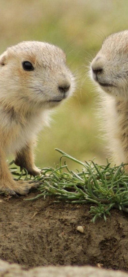 PeelitStickit Cute, Animal Wall Murals ID-254, vinyl