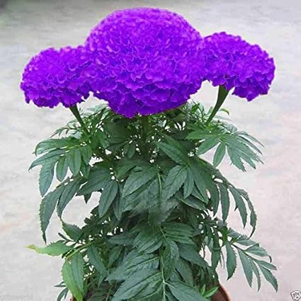 CATTERPILLAR FARM Purple Blue Marigold 35 Seeds,Exotic Flower Seeds
