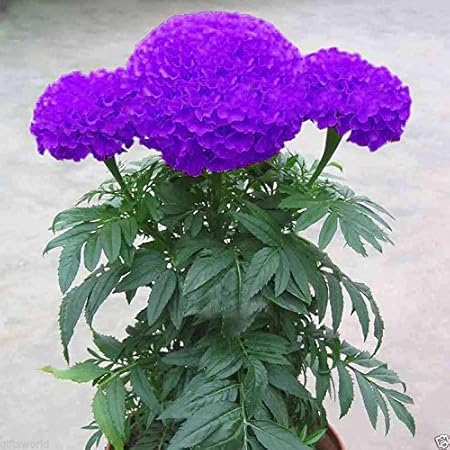 CATTERPILLAR FARM Purple Blue Marigold 35 Seeds,Exotic Flower Seeds