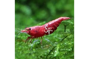 SF Aquatic™ 20 FIRE RED Shrimps High Grade Neocaridina Live Freshwater Aquarium Shrimps. Mature Breeding Age. Live Arrival Guarantee.