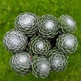 Miniature Fairy Garden Sempervivum arachnoideum, Cobweb, Hen and Chicks