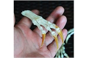 Wixine 1Pcs Fox Feet Articulated Bones Claws Paws Taxidermy