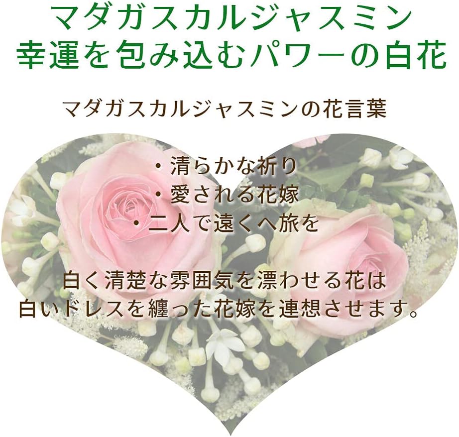 Amazon Co Jp ハッピーガーデン 母の日 花 鉢植え マダガスカルジャスミン 4号 鉢植え お届け 母の日期間 ホーム キッチン