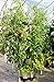 Huge 4 Tier GreenStalk Vertical Planter – for Urban and Small Space Gardening (Stunning Stone)