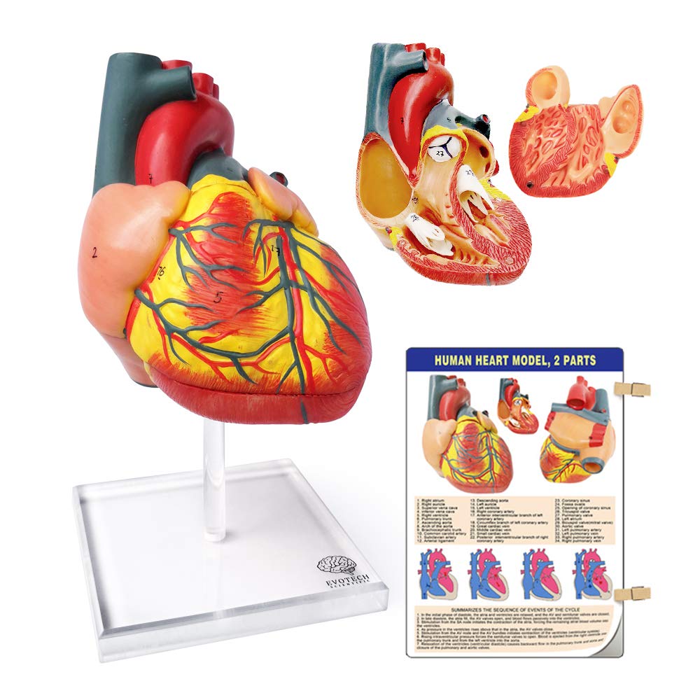 EVOTECH SCIENTIFIC Human Heart Model For Anatomy, 2 - Part Heart Models Anatomy Life Size Medical Heart Model (Plexiglass base)