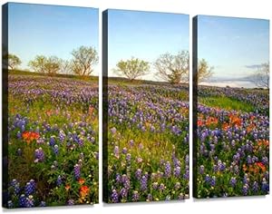 bluebonnets in texas hill country natural landscape stock pictures - Canvas Wall Art -Paintings Wall Artworks Pictures for Living Room Bedroom Decoration 3 Panels Home Wall Decor Posters