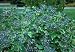 Blue Muffin® Arrowwood Viburnum Shrub - Hardy/Showy - Proven Winners