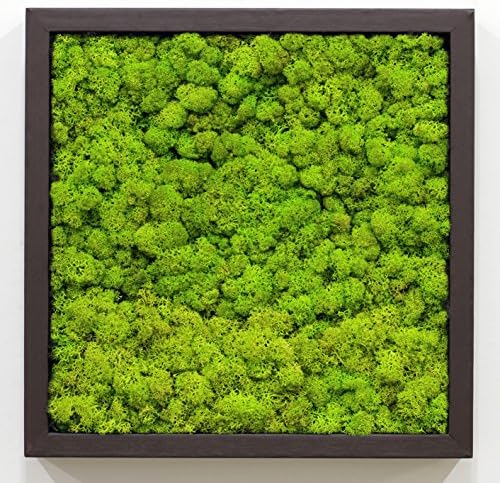 Scandia Moss 'Framo'Air Purifier Panel + Frame : Air Purification-Deodorization-Air Sanitizer : Spring Green 55 - Walnut Frame